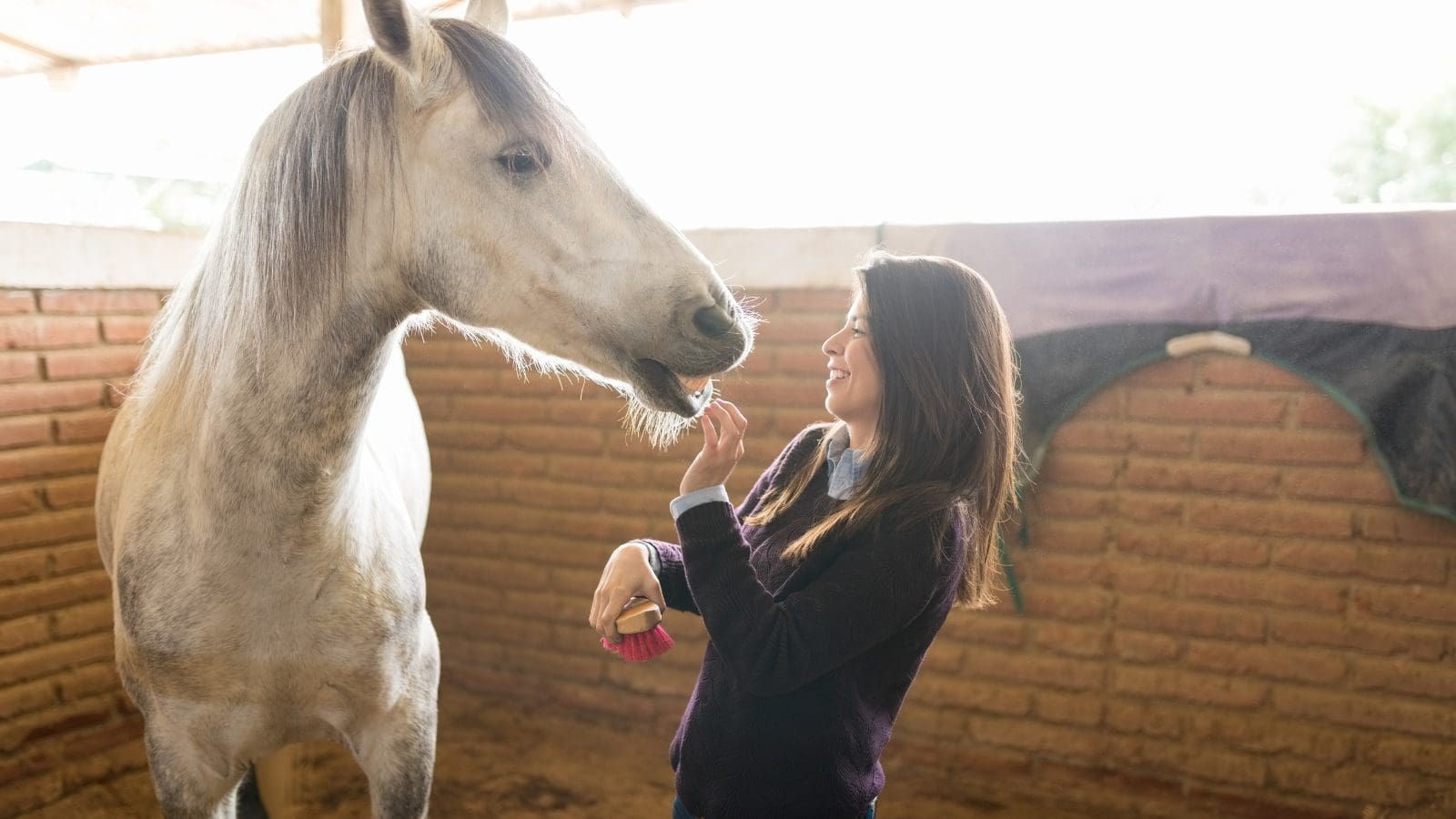 Featured image for “Equine Therapy”